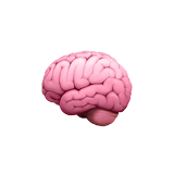 Model of a pink brain on a white background